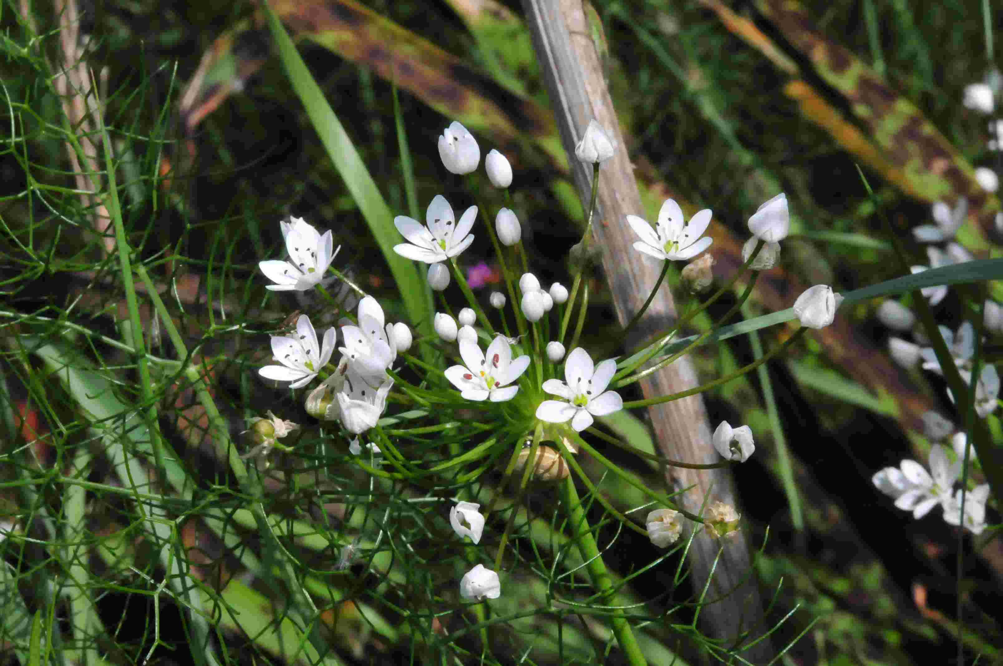 Allium subhirsutum / Aglio pelosetto